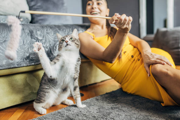 istock Domestic cat playing with female owner 1583688074