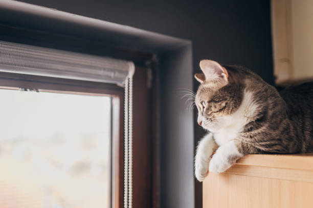 istock Domestic cat at home 1583698588