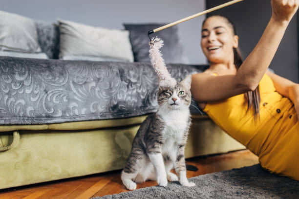 istock Domestic cat playing with female owner 1583699599