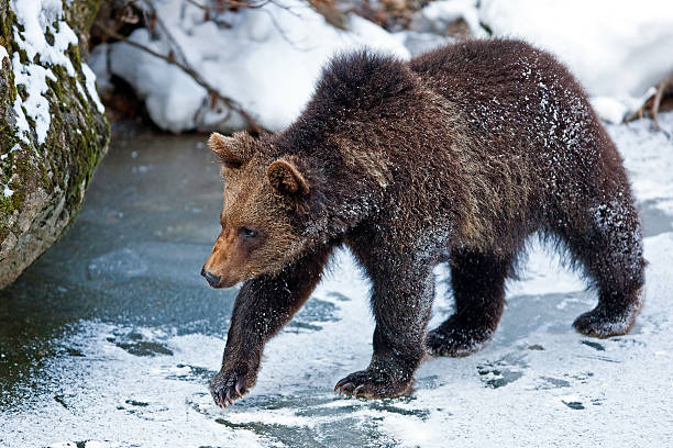 若いヒグマ（Ursus arctos ) ストックフォト