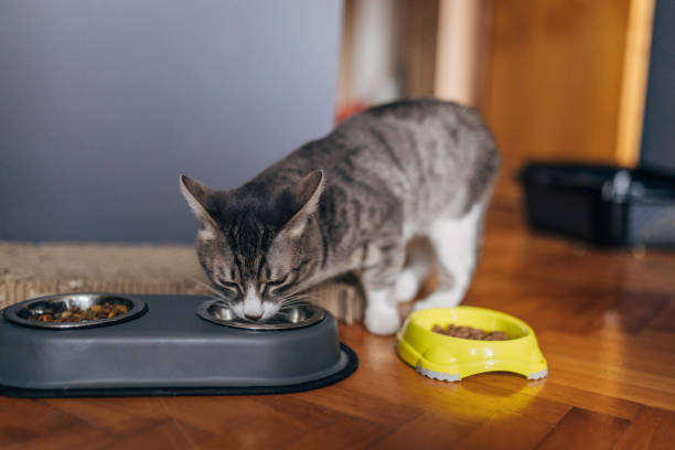 istock Domestic cat drinking water 1583703222