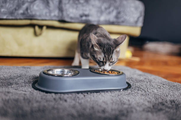 istock Domestic cat eating from a gray bowl 1583704323