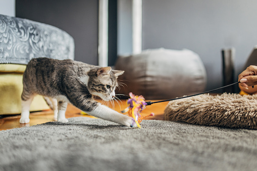 Small cute domestic cat playing with female owner at home