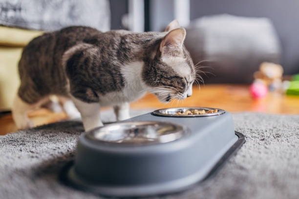 istock Domestic cat eating from a gray bowl 1583705385