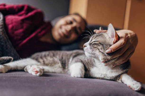 istock Domestic cat with female owner 1583706187