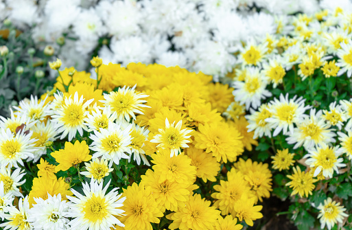 Fresh bright blooming various color chrysanthemums bushes in autumn garden outside in sunny day. Flower background for greeting card, wallpaper, banner, header.