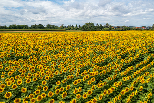Aerial view of a field full of sunflowers.