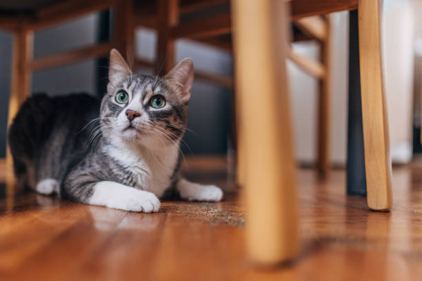 istock Domestic cat at home 1583709104