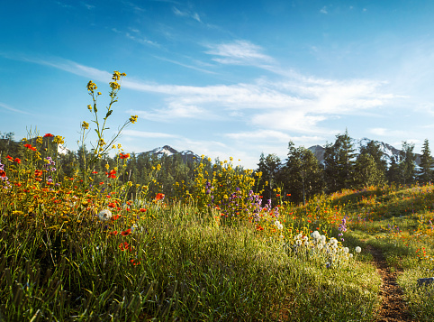 Digitally generated idyllic meadow, bathed in soft sunlight, with a gentle breeze rustling the tall grass.The scene was created in Autodesk® 3ds Max 2024 with V-Ray 6 and rendered with photorealistic shaders and lighting in Chaos® Vantage with some post-production added.