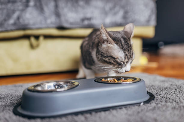 istock Domestic cat eating from a gray bowl 1583713719