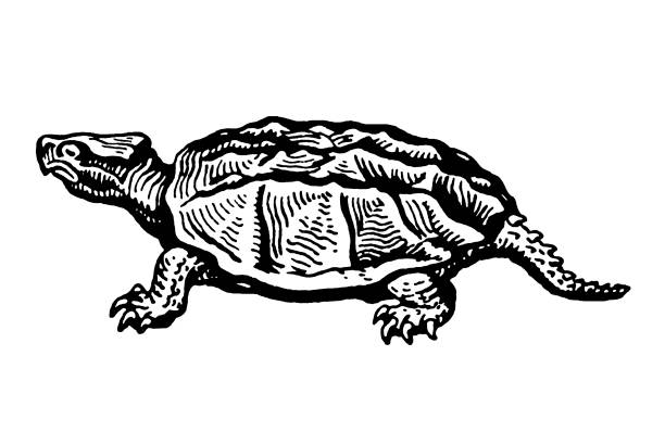 Turtle Shell Cut Out Side View 90+ Turtle Shell Side View Stock Illustrations, Royalty-Free Vector ...