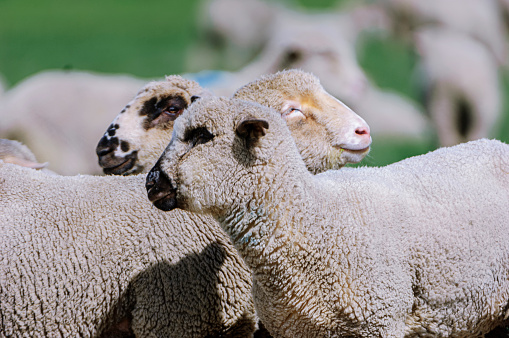 Close-up of domestic sheep (Ovis aries), part of a flock grazing on the coastal range foothills.\n\nTaken in the  San Joaquin Valley, California