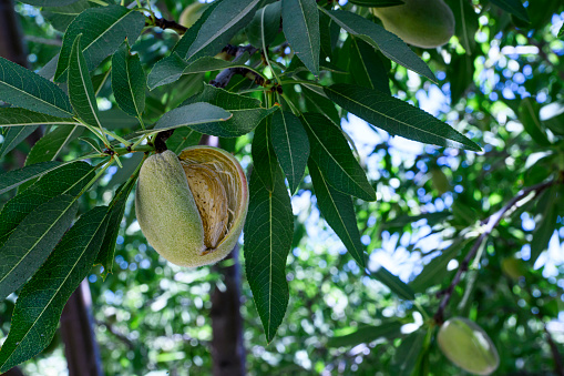 Close-up ripe and ripening almond (Prunus dulcis) fruit, growing on a tree on a Sacramento Valley orchard.\n\nTaken in near Davis, California, USA.