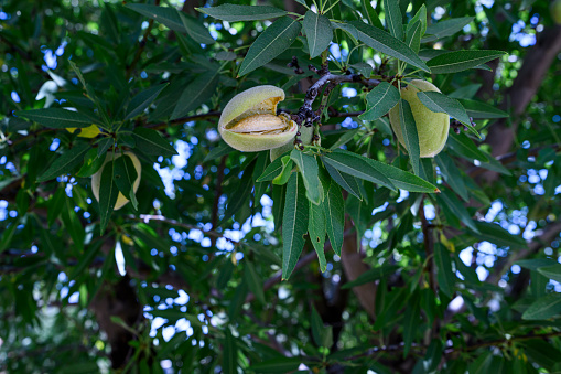 Close-up ripe and ripening almond (Prunus dulcis) fruit, growing on a tree on a Sacramento Valley orchard.

Taken in near Davis, California, USA.