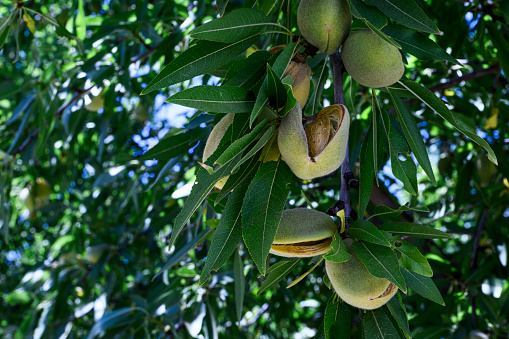 Close-up of Ripening Almonds on California Orchard