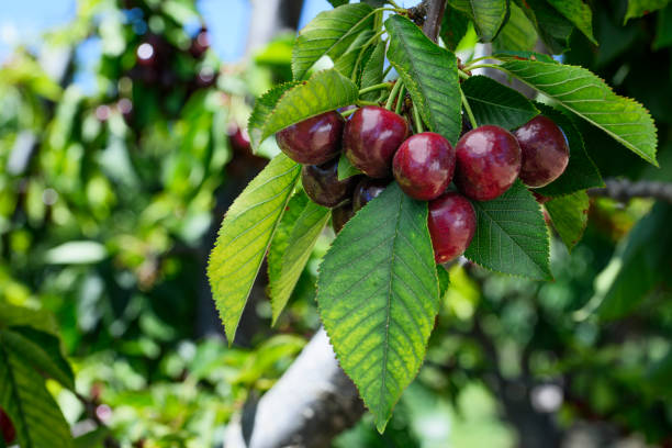 istock Close-up of Ripening Bing Cherries On Tree 1583721517