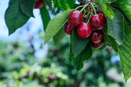 Close-up of ripening Bing cherries (Prunus avium) on fruit tree.

Taken in Gilroy, California, USA