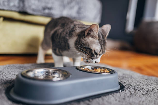 istock Domestic cat eating from a gray bowl 1583722068