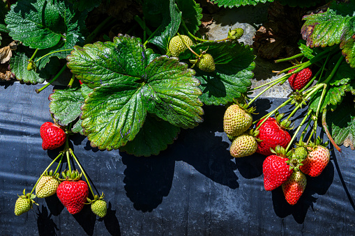 Close-up of ripening strawberries on the vine.\n\nTaken in Watsonville, California, USA