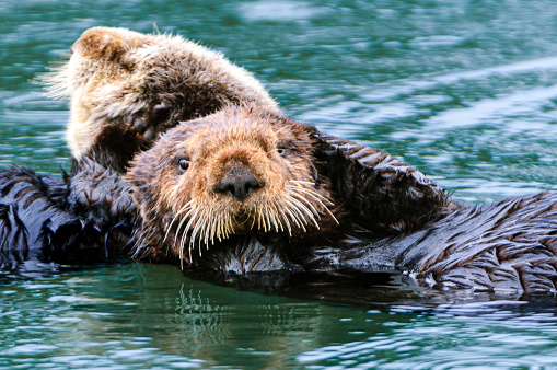 Close-up wild sea otter mother and her baby (Enhydra lutris) resting, while floating in calm waters.\n\nTaken in Moss Landing, California. USA