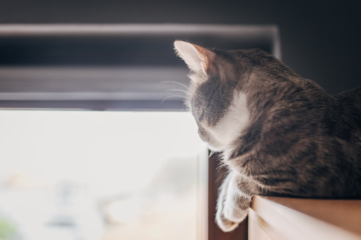 A small cute domestic cat is lying on the dresser and looking out the window at home