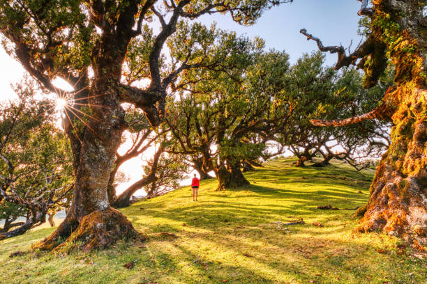 istock Majectic Trees During Sunset in the Fanal Forest, Madeira 1583729307