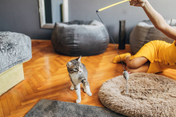 istock Domestic cat playing with female owner 1583729829