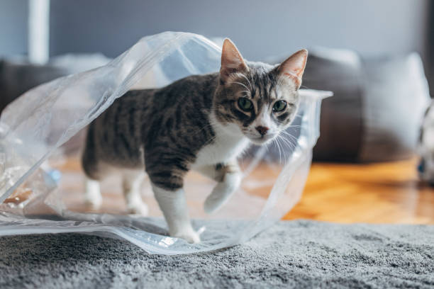 istock Domestic cat is playing at home 1583732465