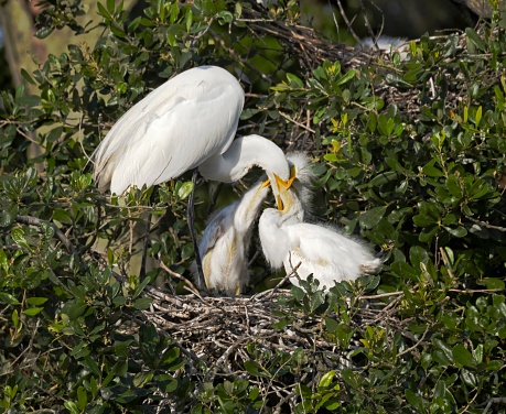 Great Egret Feeding Chicks