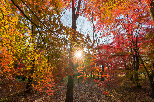 Sunbeam Through Red Japanese Fall Foliage In The Forest