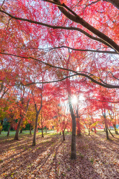 istock autumn leaves in the morning 1583762050