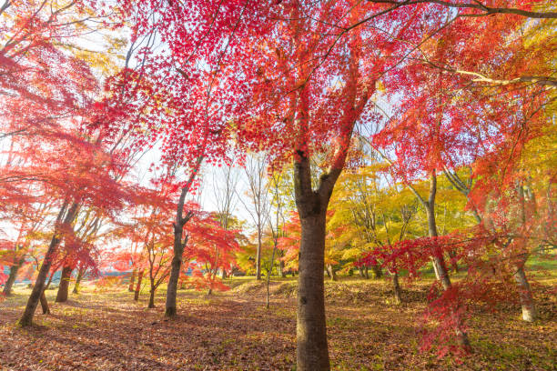 istock autumn leaves in the morning 1583762052