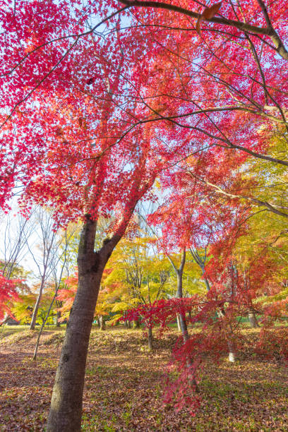 istock autumn leaves in the morning 1583762558