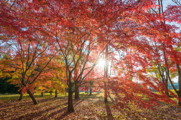 istock autumn leaves in the morning 1583762566