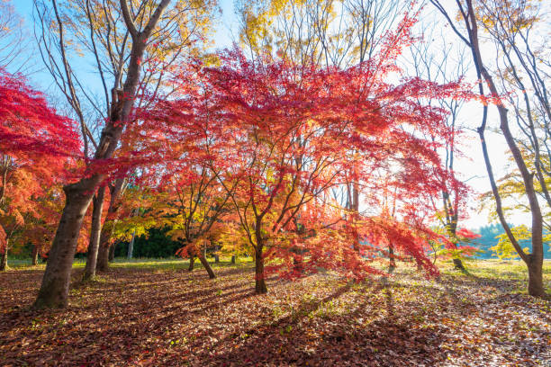 istock autumn leaves in the morning 1583762568