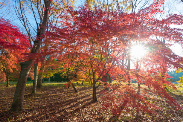 istock autumn leaves in the morning 1583763078