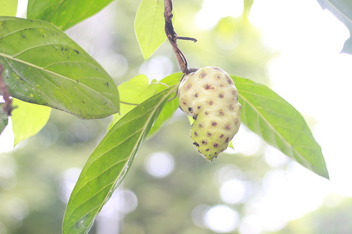Noni or Morinda citrifolia fruit on tree.