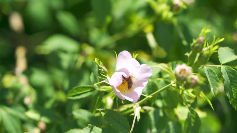 Close up 4K slow motion video of honeybee on rose hip flower in nature