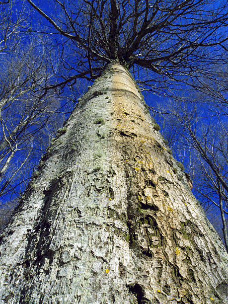 Majestatyczny tree – zdjęcie