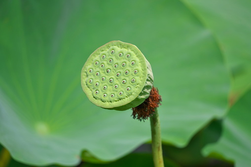 Akita, Japan - July 29, 2023: Clouseup of Lotus seed at Sensyu park in Akita, Japan