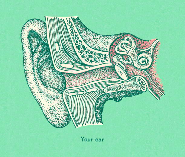 Ears. Use 3,800+ Human Ear Anatomy Stock Photos, Pictures & Royalty-Free Images ...