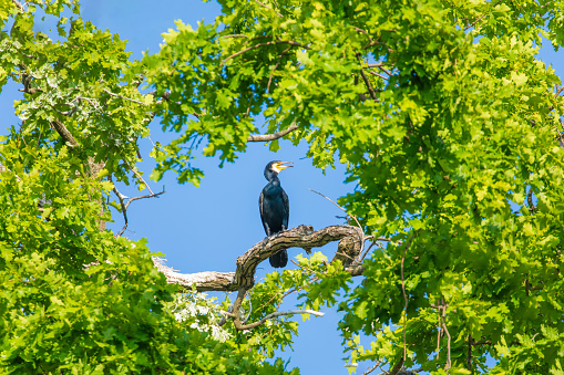 great cormorant (Phalacrocorax carbo) sits on tree surrounded green crown of leaves. Natural background .