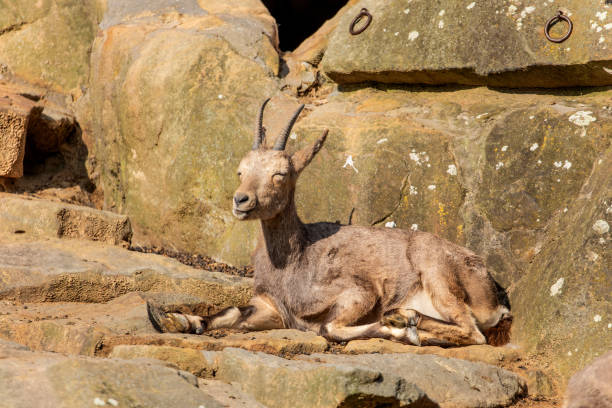 Mouflon