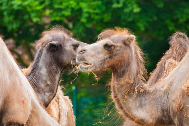 istock a small herd of camels eating hay very close 1583849006