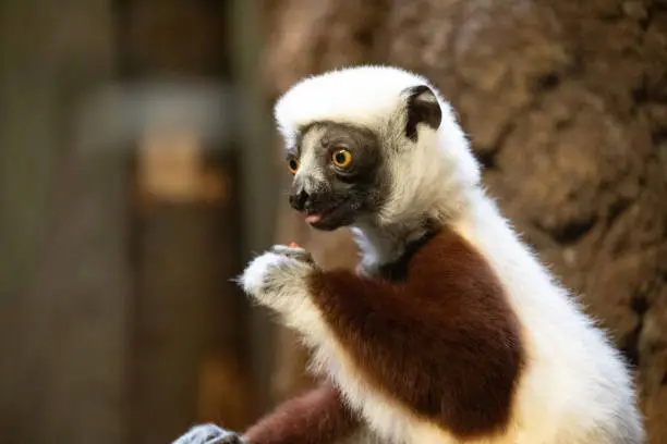 Verreaux's sifaka white looking at camera. Wild endemic animals concept and natur background. Berlin zoo.