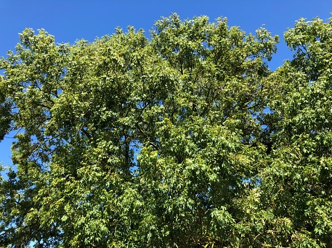 The crown of common ash (Fraxinus excelsior) in August. This beautiful tree was removed in 2020 as part of a new co-living (flats) planning proposal.