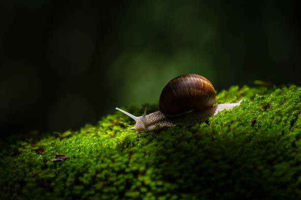 istock Snail crawling on the green moss in the forest 1583875987