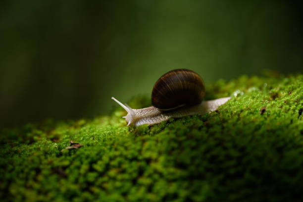 istock Snail crawling on the green moss in the forest 1583878569