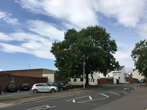 A common ash (Fraxinus excelsior) tree in August. This beautiful tree was removed in 2020 as part of a new co-living (flats) planning proposal.