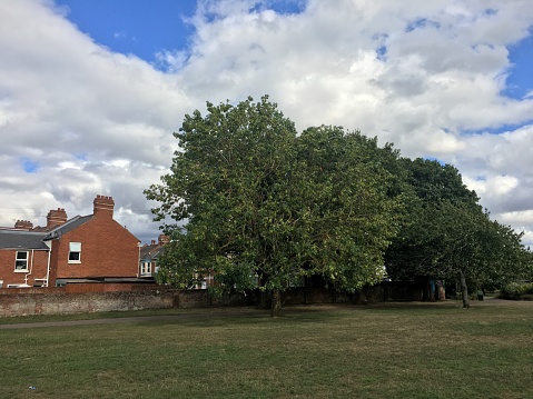 A common ash (Fraxinus excelsior) tree in August